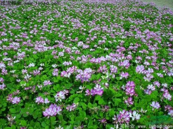 <a href='http://www.hn123.net.cn/caohuazhongzi/1064.html' target='_blank'>紅花酢漿草</a><a href='http://www.hn123.net.cn/' target='_blank'>種子</a>