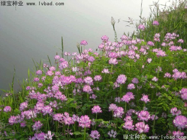 <a href='http://www.hn123.net.cn/yaocaizhongzi/2335.html' target='_blank'>紅花</a>酢漿草<a href='http://www.hn123.net.cn/' target='_blank'>種子</a>