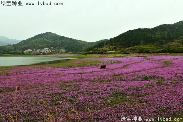 <a href='http://www.hn123.net.cn/caohuazhongzi/1064.html' target='_blank'>紅花酢漿草</a>種子