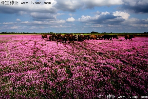 <a href='http://www.hn123.net.cn/yaocaizhongzi/2335.html' target='_blank'>紅花</a>酢漿草<a href='http://www.hn123.net.cn/' target='_blank'>種子</a>