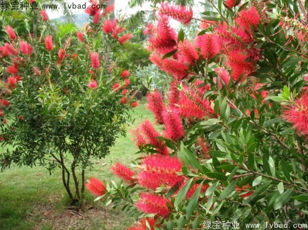 <a href='http://www.hn123.net.cn/caohuazhongzi/1065.html' target='_blank'>紅千層</a><a href='http://www.hn123.net.cn/' target='_blank'>種子</a>