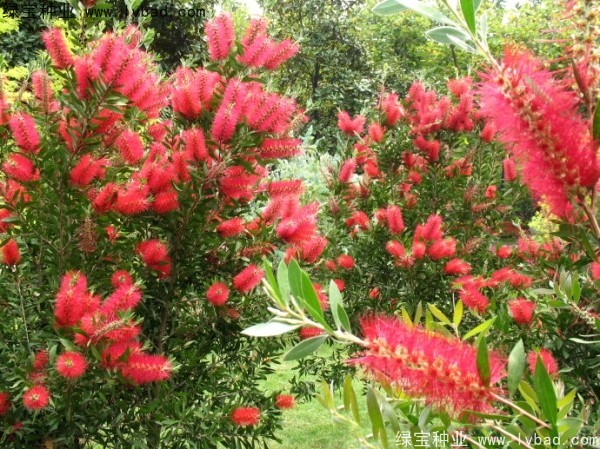 <a href='http://www.hn123.net.cn/caohuazhongzi/1065.html' target='_blank'>紅千層種子</a>