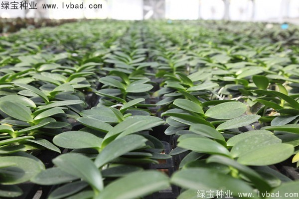 <a href='http://www.hn123.net.cn/caohuazhongzi/1066.html' target='_blank'>蝴蝶蘭種子</a>