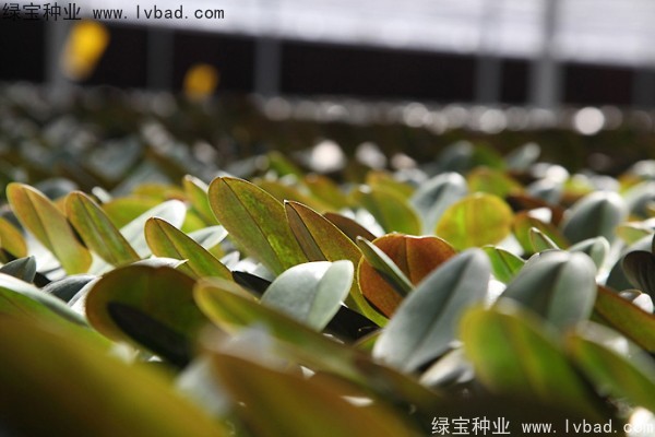 蝴蝶蘭<a href='http://www.hn123.net.cn/' target='_blank'>種子</a>