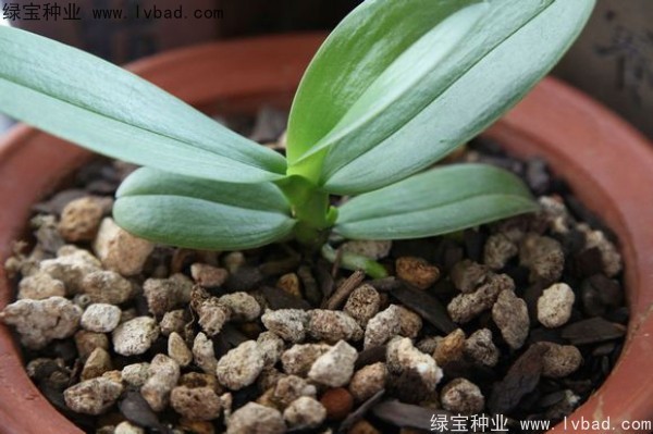 <a href='http://www.hn123.net.cn/caohuazhongzi/1066.html' target='_blank'>蝴蝶蘭</a><a href='http://www.hn123.net.cn/' target='_blank'>種子</a>