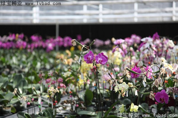 <a href='http://www.hn123.net.cn/caohuazhongzi/1066.html' target='_blank'>蝴蝶蘭</a><a href='http://www.hn123.net.cn/' target='_blank'>種子</a>