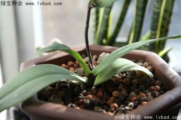 <a href='http://www.hn123.net.cn/caohuazhongzi/1066.html' target='_blank'>蝴蝶蘭種子</a>