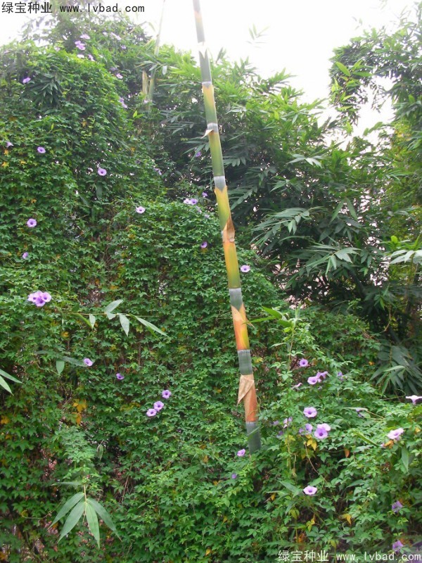 黃花牽牛<a href='http://www.hn123.net.cn/' target='_blank'>種子</a>