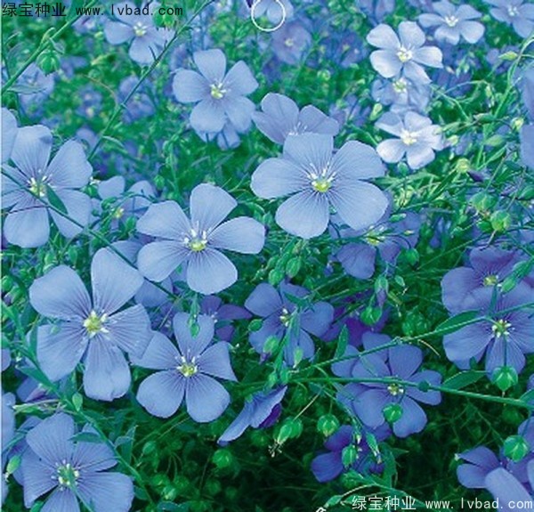 <a href='http://www.hn123.net.cn/caohuazhongzi/1071.html' target='_blank'>黃金亞麻種子</a>