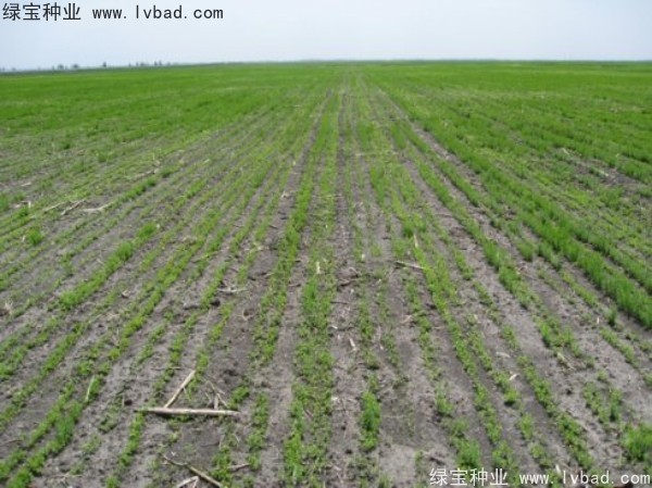 <a href='http://www.hn123.net.cn/caohuazhongzi/1071.html' target='_blank'>黃金亞麻種子</a>
