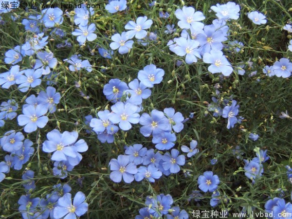 <a href='http://www.hn123.net.cn/caohuazhongzi/1071.html' target='_blank'>黃金亞麻</a><a href='http://www.hn123.net.cn/' target='_blank'>種子</a>