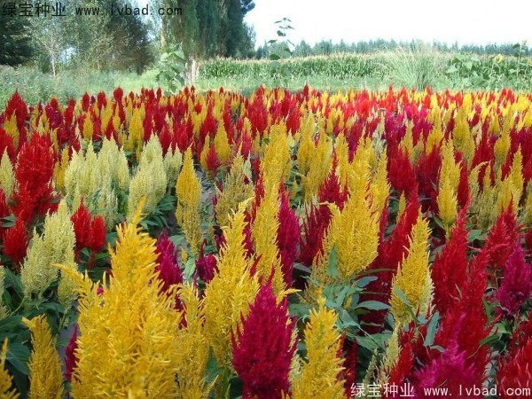 火焰<a href='http://www.hn123.net.cn/caohuazhongzi/1076.html' target='_blank'>雞冠花種子</a>