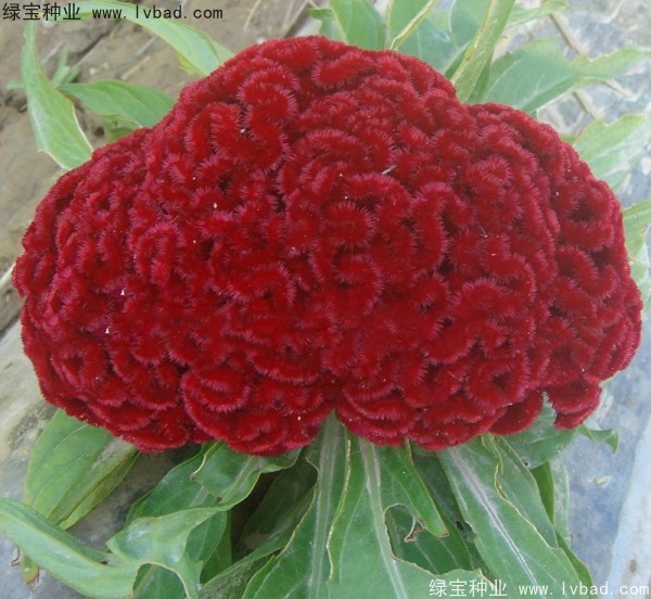 火焰<a href='http://www.hn123.net.cn/caohuazhongzi/1076.html' target='_blank'>雞冠花</a>