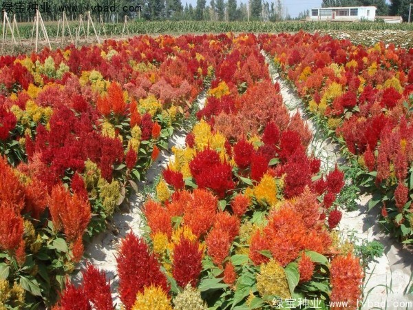 火焰雞冠花<a href='http://www.hn123.net.cn/' target='_blank'>種子</a>