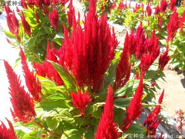 <a href='http://www.hn123.net.cn/caohuazhongzi/1073.html' target='_blank'>火焰雞冠花種子</a>