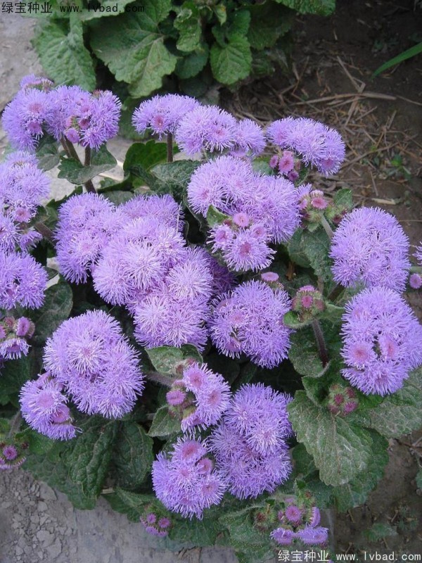 <a href='http://www.hn123.net.cn/caohuazhongzi/1074.html' target='_blank'>藿香薊</a>圖片