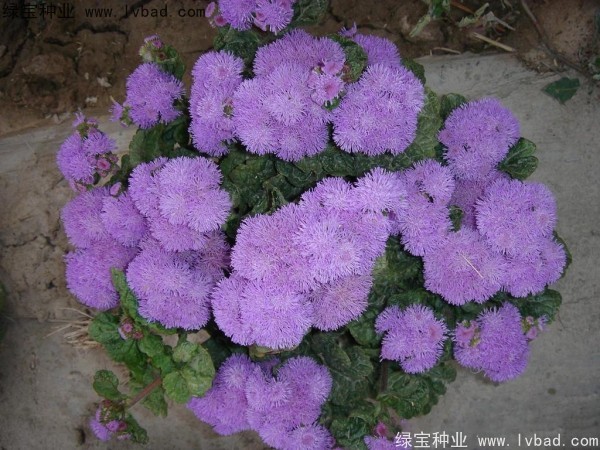<a href='http://www.hn123.net.cn/yaocaizhongzi/2323.html' target='_blank'>藿香</a>薊種子