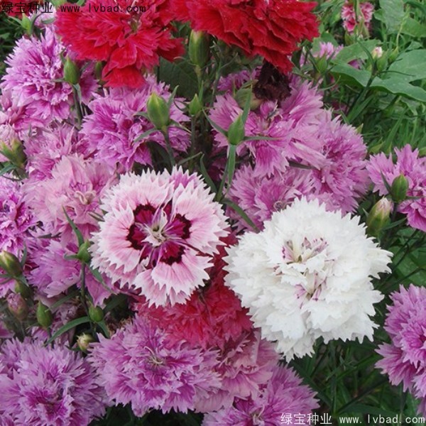 康乃馨<a href='http://www.hn123.net.cn/' target='_blank'>種子</a>