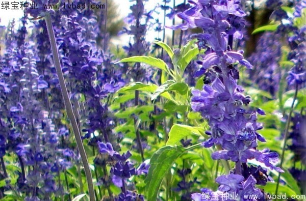 <a href='http://www.hn123.net.cn/caohuazhongzi/1576.html' target='_blank'>藍(lán)花鼠尾草</a>圖片