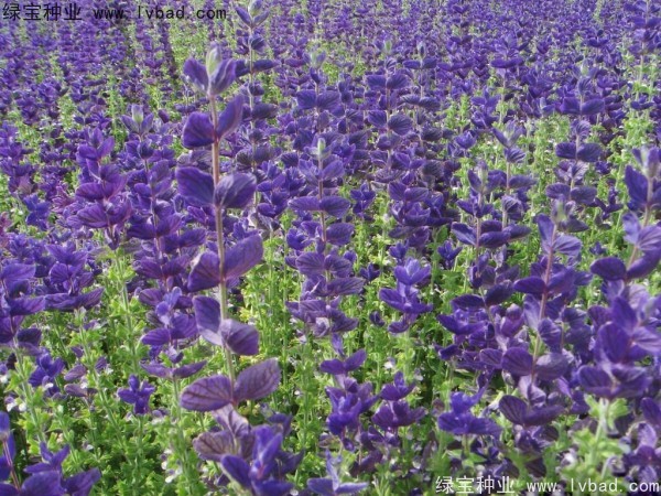 藍(lán)花鼠尾草圖片