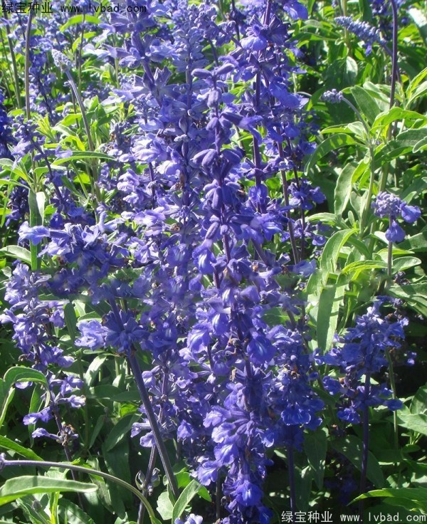 藍(lán)花鼠尾草圖片