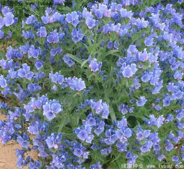 藍薊種子