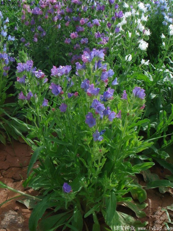 藍薊<a href='http://www.hn123.net.cn/' target='_blank'>種子</a>
