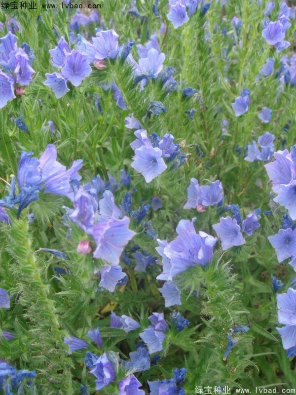 藍薊種子