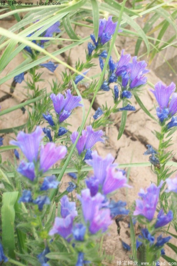 藍薊種子
