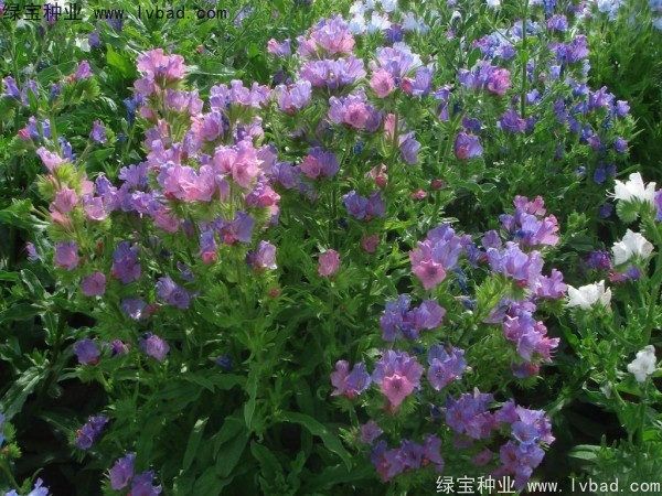 藍薊種子