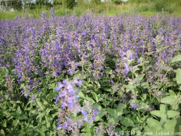 留蘭香<a href='http://www.hn123.net.cn/caohuazhongzi/1023.html' target='_blank'>薄荷</a><a href='http://www.hn123.net.cn/' target='_blank'>種子</a>