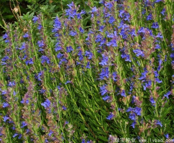 <a href='http://www.hn123.net.cn/caohuazhongzi/1581.html' target='_blank'>留蘭香薄荷</a>圖片