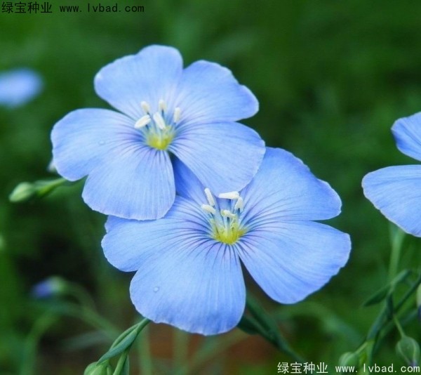 <a href='http://www.hn123.net.cn/caohuazhongzi/1585.html' target='_blank'>六倍利</a><a href='http://www.hn123.net.cn/' target='_blank'>種子</a>