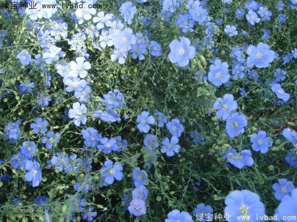 <a href='http://www.hn123.net.cn/caohuazhongzi/1585.html' target='_blank'>六倍利種子</a>
