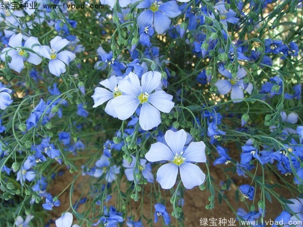 六倍利<a href='http://www.hn123.net.cn/' target='_blank'>種子</a>