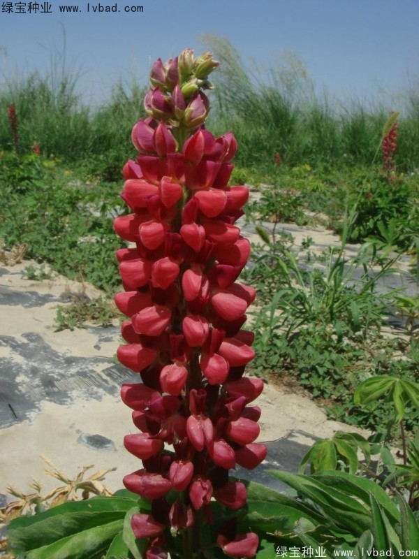 魯冰花圖片