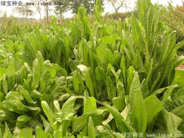 <a href='http://www.hn123.net.cn/mucaozhongzi/16296.html' target='_blank'>魯梅克斯</a>草圖片