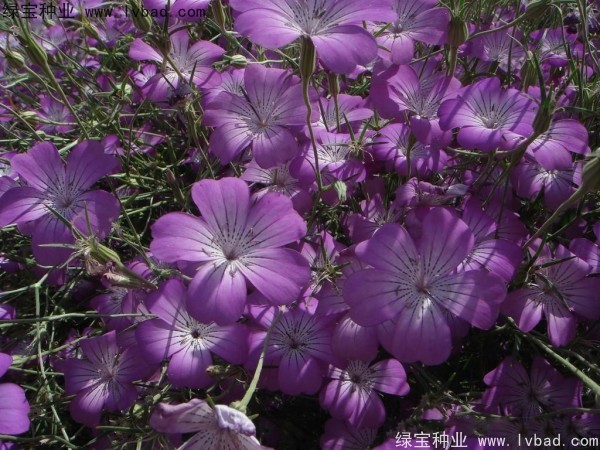 麥仙翁<a href='http://www.hn123.net.cn/' target='_blank'>種子</a>