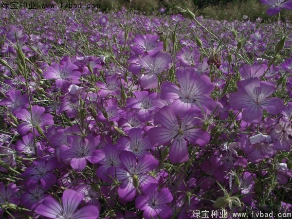 <a href='http://www.hn123.net.cn/caohuazhongzi/1594.html' target='_blank'>麥仙翁</a><a href='http://www.hn123.net.cn/' target='_blank'>種子</a>