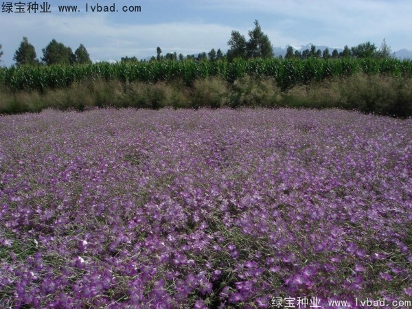 <a href='http://www.hn123.net.cn/caohuazhongzi/1594.html' target='_blank'>麥仙翁</a><a href='http://www.hn123.net.cn/' target='_blank'>種子</a>