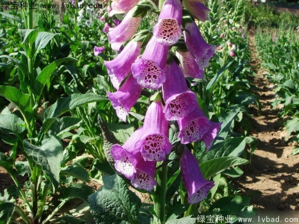 <a href='http://www.hn123.net.cn/caohuazhongzi/1596.html' target='_blank'>毛地黃種子</a>