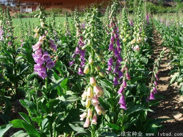 <a href='http://www.hn123.net.cn/caohuazhongzi/1596.html' target='_blank'>毛地黃種子</a>