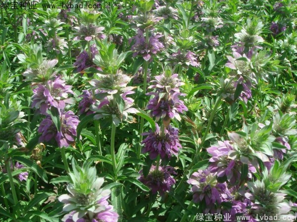 <a href='http://www.hn123.net.cn/caohuazhongzi/1597.html' target='_blank'>美國薄荷種子</a>