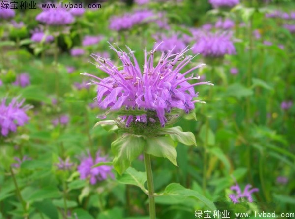 美國<a href='http://www.hn123.net.cn/caohuazhongzi/1023.html' target='_blank'>薄荷種子</a>
