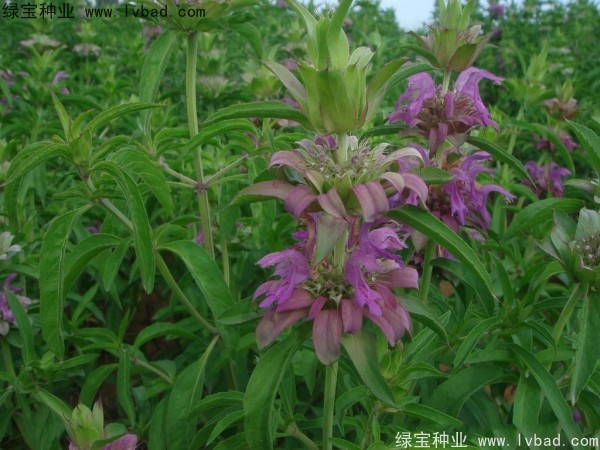 <a href='http://www.hn123.net.cn/caohuazhongzi/1597.html' target='_blank'>美國薄荷</a>種子