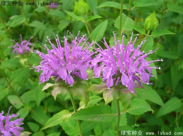 <a href='http://www.hn123.net.cn/caohuazhongzi/1597.html' target='_blank'>美國薄荷種子</a>