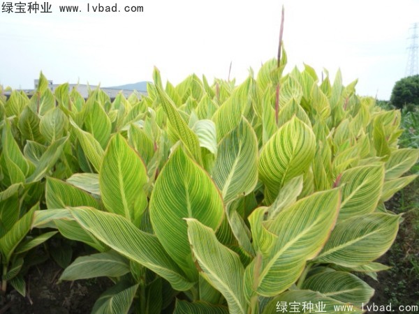 美人蕉<a href='http://www.hn123.net.cn/' target='_blank'>種子</a>