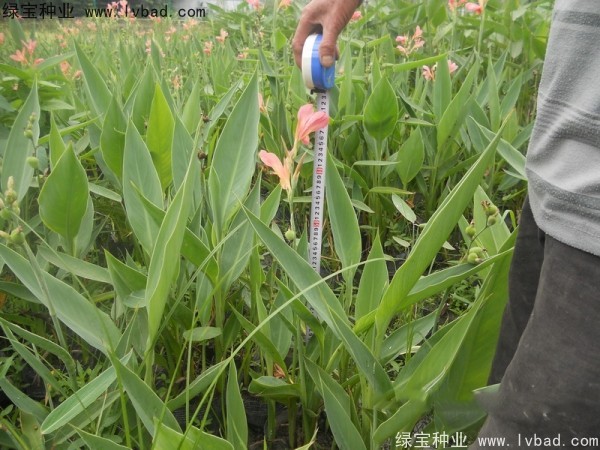 美人蕉<a href='http://www.hn123.net.cn/' target='_blank'>種子</a>