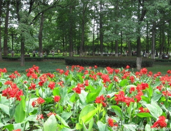 <a href='http://www.hn123.net.cn/caohuazhongzi/1601.html' target='_blank'>美人蕉種子</a>