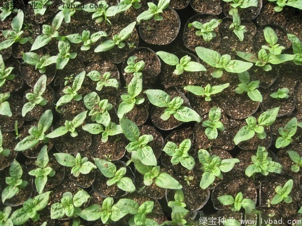 <a href='http://www.hn123.net.cn/caohuazhongzi/1602.html' target='_blank'>迷你向日葵</a>圖片